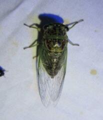 Diceroprocta vitripennis