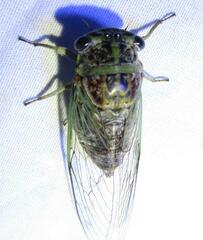 Diceroprocta vitripennis