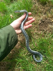 Natrix astreptophora