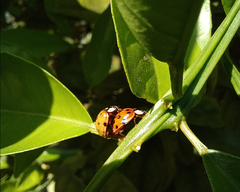 Harmonia axyridis