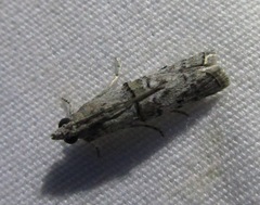 Zamagiria australella