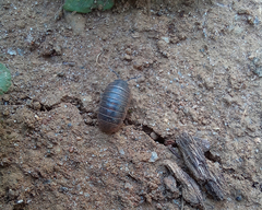 Armadillidium vulgare