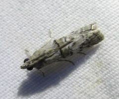 Zamagiria australella