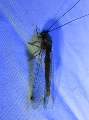 Ululodes macleayanus