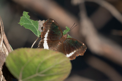 Eurytela hiarbas