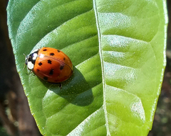 Harmonia axyridis