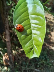 Harmonia axyridis