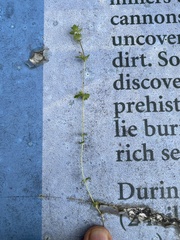 Euphrasia subarctica