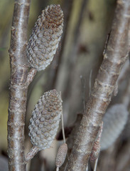 Allocasuarina campestris