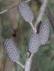 Allocasuarina campestris