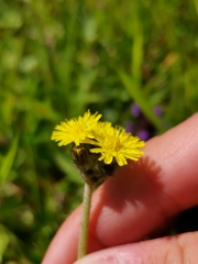Pilosella cymosa