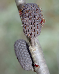 Allocasuarina campestris