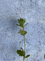 Euphrasia subarctica