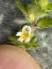 Euphrasia subarctica