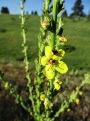 Verbascum × pterocaulon