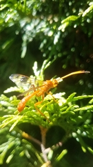 Labeninae