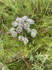 Cicuta virosa