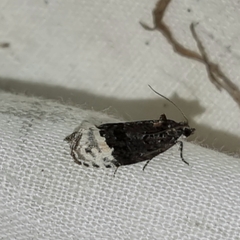 Apotomis betuletana