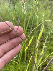 Cicuta virosa