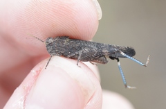 Lactista gibbosus