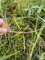Cicuta virosa