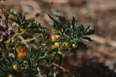 Solanum radicans