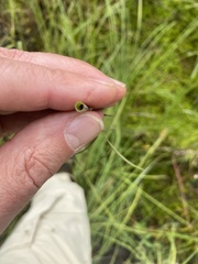 Cicuta virosa