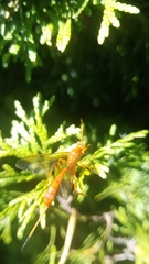 Labeninae