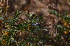 Solanum radicans