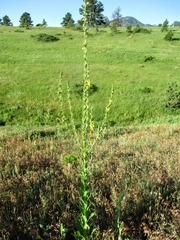 Verbascum × pterocaulon