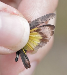 Lactista gibbosus