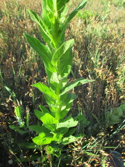 Verbascum × pterocaulon