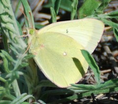 Colias alexandra