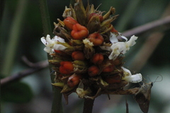 Goeppertia inocephala