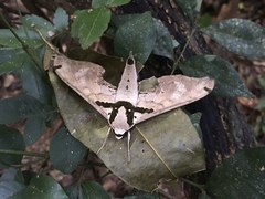 Adhemarius daphne daphne