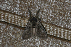 Dasychira grisefacta