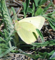 Colias alexandra