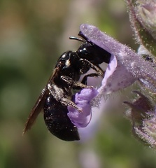 Ceratina cucurbitina