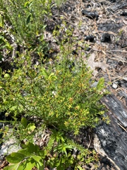 Hypericum tenuifolium
