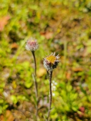 Erigeron borealis