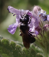 Ceratina cucurbitina