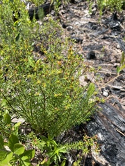 Hypericum tenuifolium
