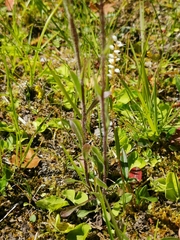 Erigeron borealis
