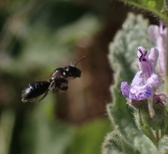 Ceratina cucurbitina