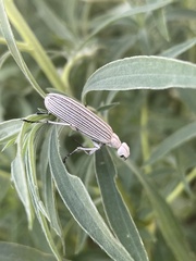 Epicauta costata