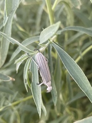 Epicauta costata