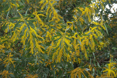 Acacia splendens