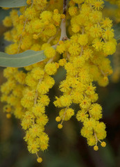 Acacia splendens