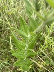 Lithospermum parviflorum