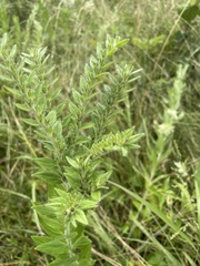 Lithospermum parviflorum